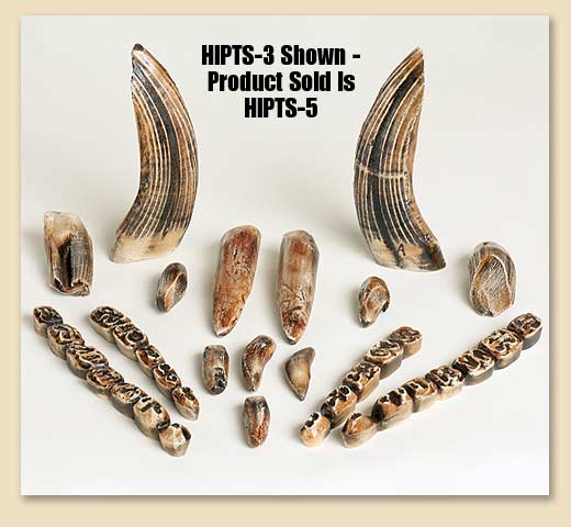 HIPTS-5